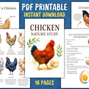 Op de afbeelding: Een 16-pagina tellende, printbare PDF-educatieve set getiteld Chicken Nature Study. De pagina's bevatten aquarelillustraties van kippen, anatomische diagrammen, een levenscyclus van de kip en een experiment voor eieronderzoek.