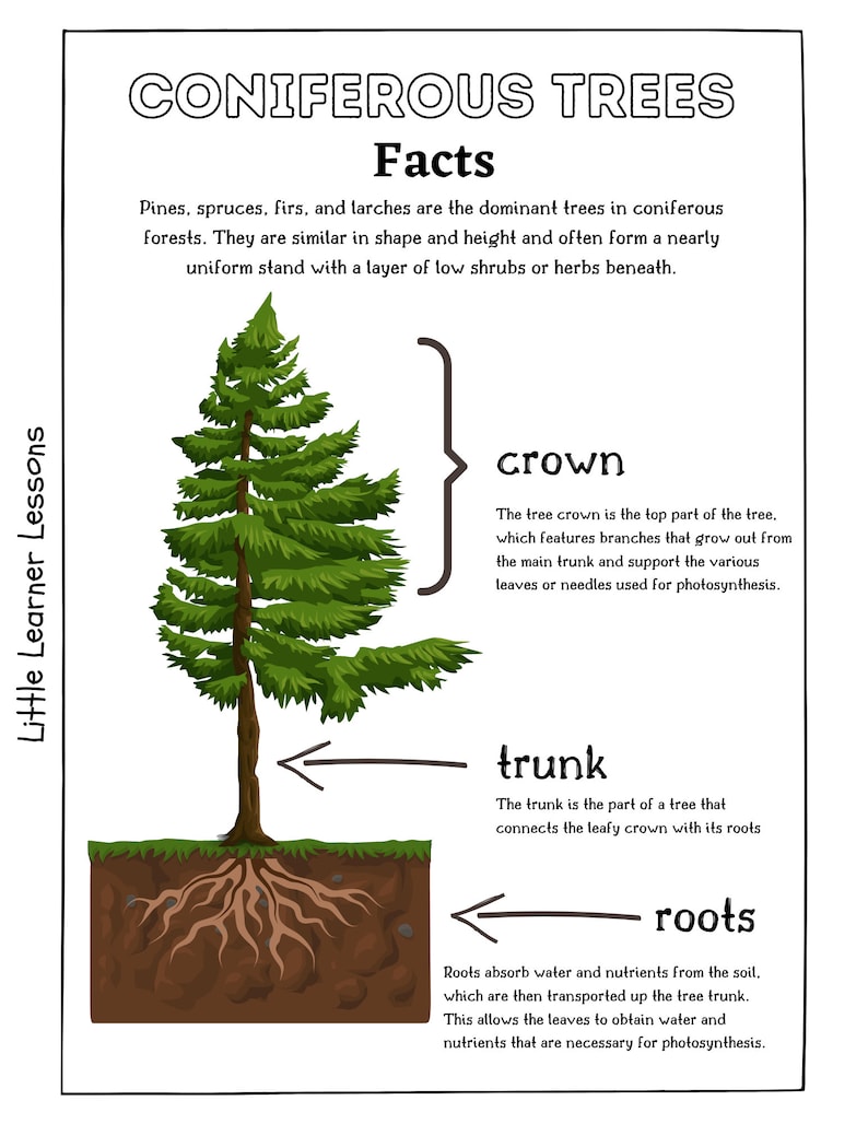 Printable Coniferous Tree Nature Study Worksheets - Etsy