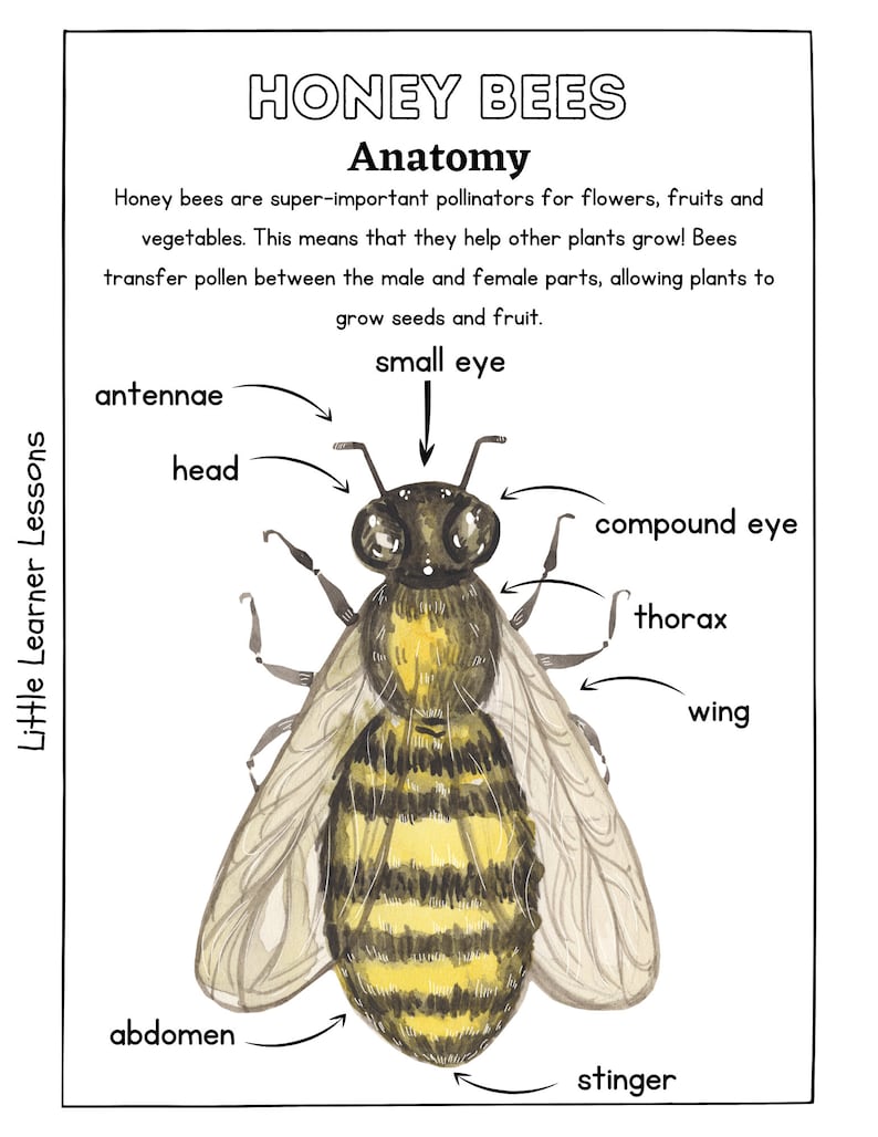 Printable Pollinator Nature Study Worksheets - Etsy