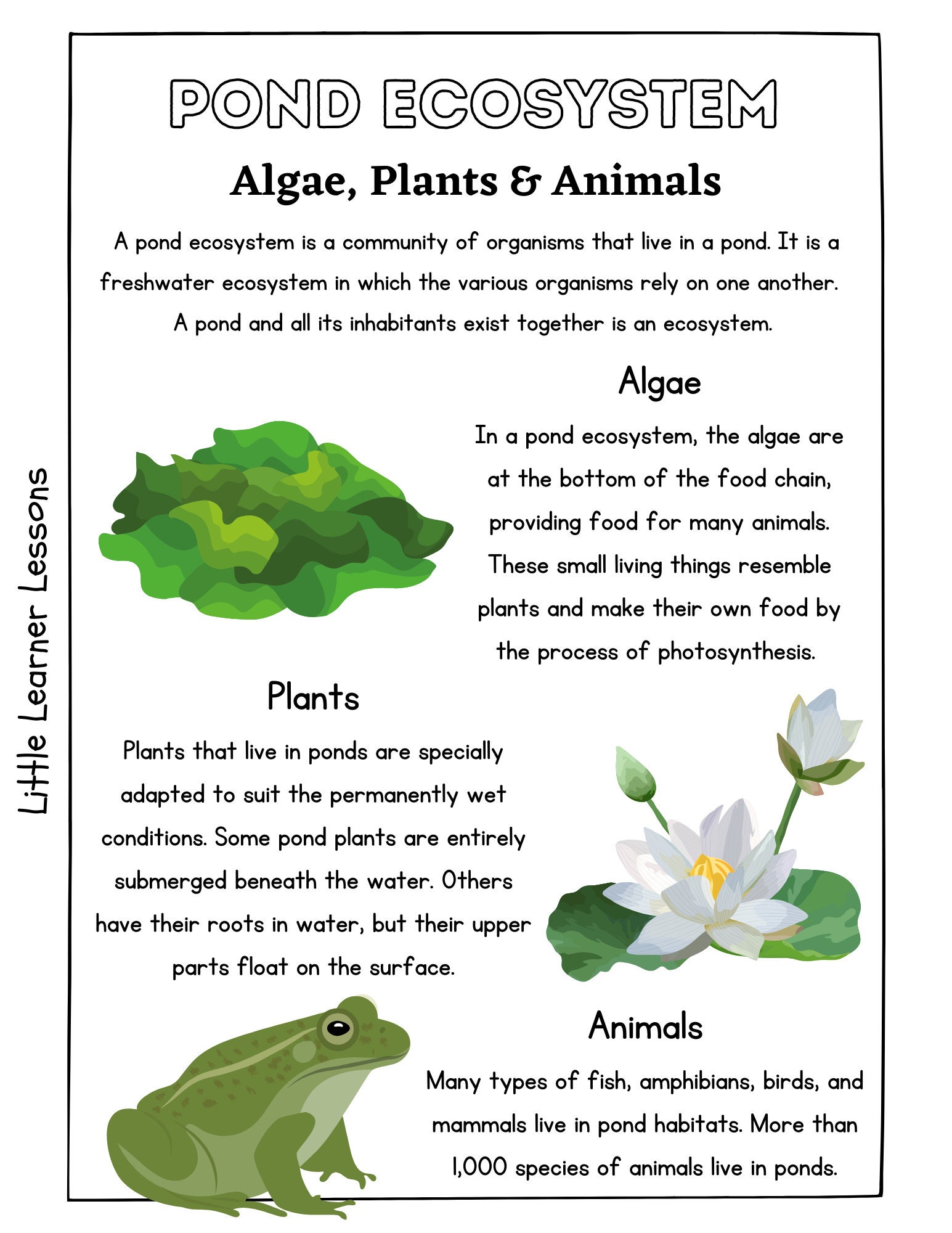 Printable Pond Life Worksheets Etsy