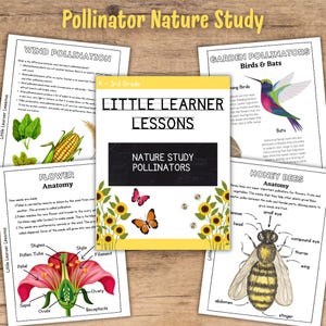 May include: A collection of educational worksheets titled Pollinator Nature Study, Little Learner Lessons, and Nature Study Pollinators. The pages feature illustrations of wind pollination, garden pollinators, flower anatomy, and honey bee anatomy.