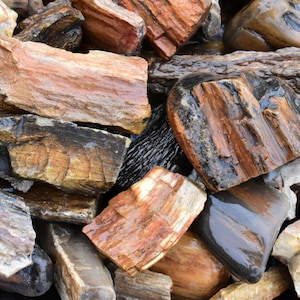 May include: A collection of petrified wood pieces in various shapes and sizes. The wood displays a range of colors, including reddish-brown, black, and tan, with visible grain patterns. Some pieces have a polished, wet appearance.