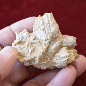 May include: A cluster of fossilized crinoid stems, a type of marine animal, in a light beige color. The fossil is about the size of a person's hand.
