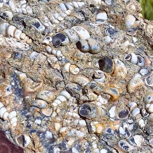 Large Turritella Fossil Gastropod Specimen: Utah Fossilized Snails