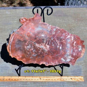 LARGE Arizona PETRIFIED WOOD Specimens *  Choice of 20 Detailed Authentic Fossils