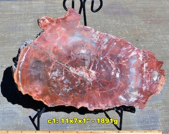 Large ARIZONA PETRIFIED WOOD Fossil Specimens *  Choice of 20 Detailed Tree Fossils