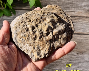 Large OYSTER SHELL (Ostrea) Fossils: Choice of 10 Prehistoric Fossilized Bivalve Mollusk Specimens * Fossil Canyon, California