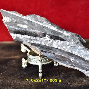 ORTHOCERAS FOSSILS from Morocco * Choice of 9 Natural Fossilized Nautiloid Cephalopod Specimens from Atlas Mtns., Morocco