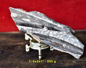 ORTHOCERAS FOSSILS from Morocco: Choice of 11 * Natural Nautiloid Cephalopod Specimens * Atlas Mountains