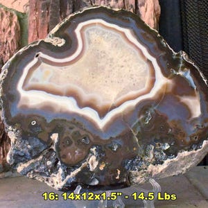 May include: A polished agate slice featuring concentric bands of brown, cream, and translucent white minerals. The stone has a rough, dark outer edge and measures 14x12x1.5 inches with a weight of 14.5 lbs as indicated by the text at the bottom.