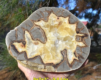 TOP MINERAL SPECIMENS: Collectible Display Pieces * Septarian Nodule * Tourmaline * Gem Dino Bone * Lepidolite * Amethyst * Onyx * Rhyolite