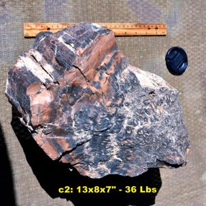 May include: A large piece of petrified wood with a textured surface featuring brown, black, and tan patterns. A wooden ruler shows a length of approximately 12 inches, and text indicates dimensions of 13x8x7 inches and a weight of 36 lbs.