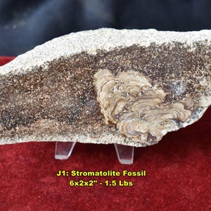 May include: A Stromatolite fossil, measuring 6x2x2 inches, with a weight of 1.5 pounds. The fossil has a light brown and tan color with a unique layered pattern. The text "J1: Stromatolite Fossil" is visible.
