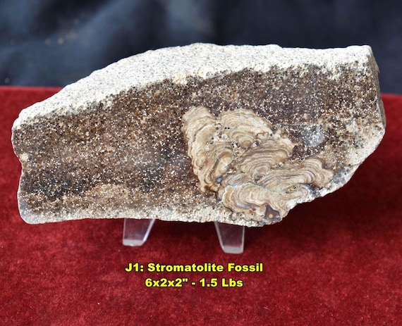 U.S. FOSSIL SPECIMENS: Choice of 12 Incl Coprolite, Coral, Stromatolite, Sea Urchin, Brachiopods Sand Dollar Oyster Turritella