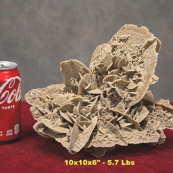 HUGE Selenite DESERT ROSE Cluster Mexico * 10x10x6" - 5.7 Lbs * Freestanding Extra Large Prospectors Ears Mineral Specimen