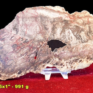 Petrified Palm Slab: Palmoxylon Fossil for Cabbing, Lapidary - California