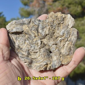 May include: A fossilized rock held in a hand, displaying a complex, layered pattern in shades of gray and tan. The rock measures approximately 5x4x1 inches and weighs 287 grams. The background shows a blurred view of trees and a blue sky.