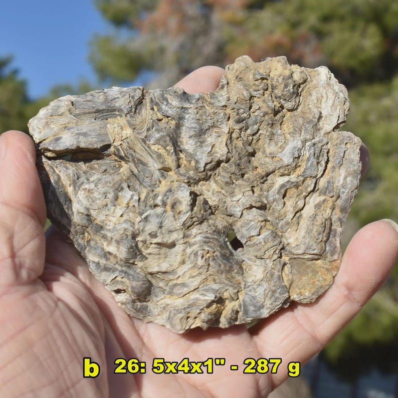 May include: A fossilized rock held in a hand, displaying a complex, layered pattern in shades of gray and tan. The rock measures approximately 5x4x1 inches and weighs 287 grams. The background shows a blurred view of trees and a blue sky.
