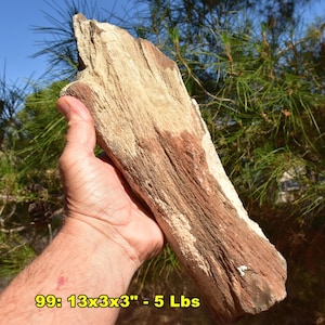 Large Petrified Wood Fossil Specimens: XL Rough Stone from U.S. * Choice of 10