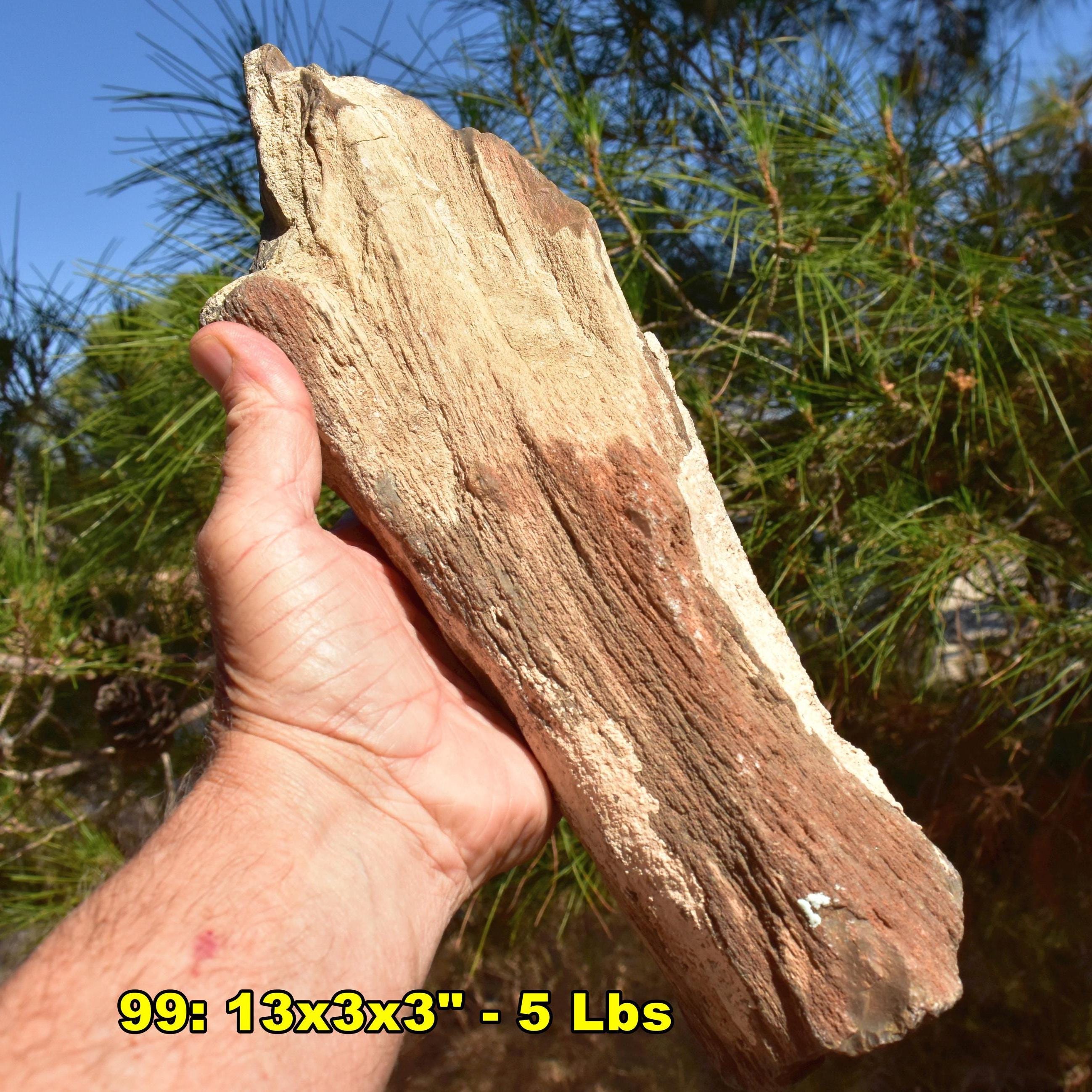 Large Petrified Wood Fossil Specimens: XL Rough Stone from U.S. * Choice of 10