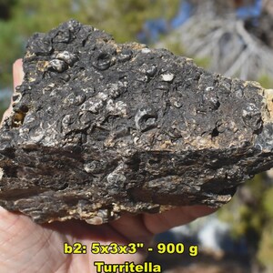 May include: A dark, textured rock with embedded fossils, held in a hand. The rock is approximately 5 x 3 x 3 inches and weighs 900 grams. The text "Turritella" is visible at the bottom. The rock's surface is a mix of black and white.
