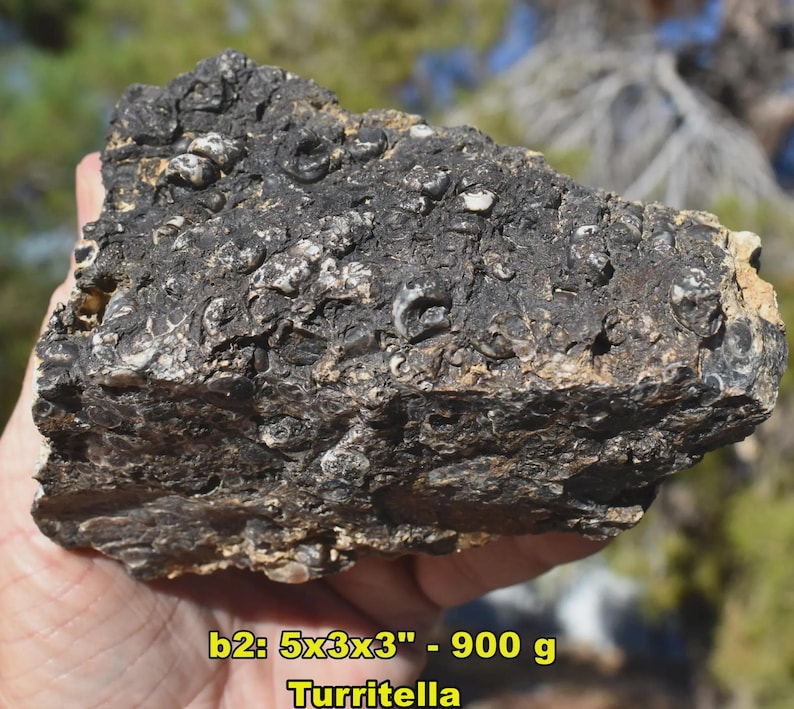 May include: A dark, textured rock with embedded fossils, held in a hand. The rock is approximately 5 x 3 x 3 inches and weighs 900 grams. The text "Turritella" is visible at the bottom. The rock's surface is a mix of black and white.