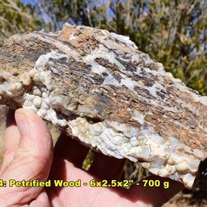 May include: Petrified wood specimen, a natural stone with a mix of brown, white, and gray hues. The stone is approximately 6 x 2.5 x 2 inches and weighs 700 grams. The surface has a textured appearance, showcasing the wood's original grain.