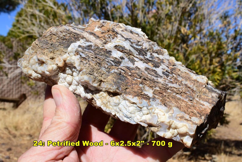 May include: Petrified wood specimen, a natural stone with a mix of brown, white, and gray hues. The stone is approximately 6 x 2.5 x 2 inches and weighs 700 grams. The surface has a textured appearance, showcasing the wood's original grain.