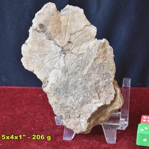 May include: A fossilized leaf imprint in a light brown stone. The leaf's veins are visible, radiating from a central point. The stone measures 5x4x1 inches and weighs 206 grams. The fossil is displayed on a clear stand against a dark background.