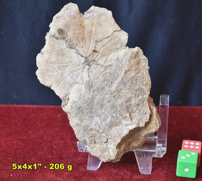 May include: A fossilized leaf imprint in a light brown stone. The leaf's veins are visible, radiating from a central point. The stone measures 5x4x1 inches and weighs 206 grams. The fossil is displayed on a clear stand against a dark background.