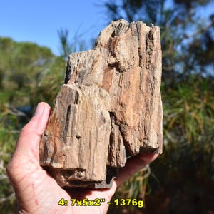 Large Petrified Wood Fossil Specimen: XL Rough Stone from U.S.