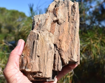 Large Petrified Wood Fossil Specimen: XL Rough Stone from U.S.