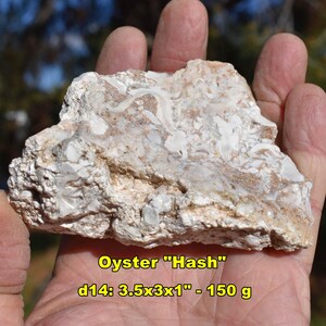 May include: A piece of oyster hash rock, beige and white in color, is held in a hand. The rock is roughly 3.5 x 3 x 1 inches and weighs 150 grams. The text "Oyster Hash" is visible.