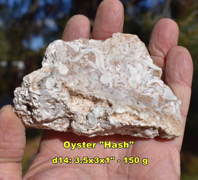 May include: A piece of oyster hash rock, beige and white in color, is held in a hand. The rock is roughly 3.5 x 3 x 1 inches and weighs 150 grams. The text "Oyster Hash" is visible.