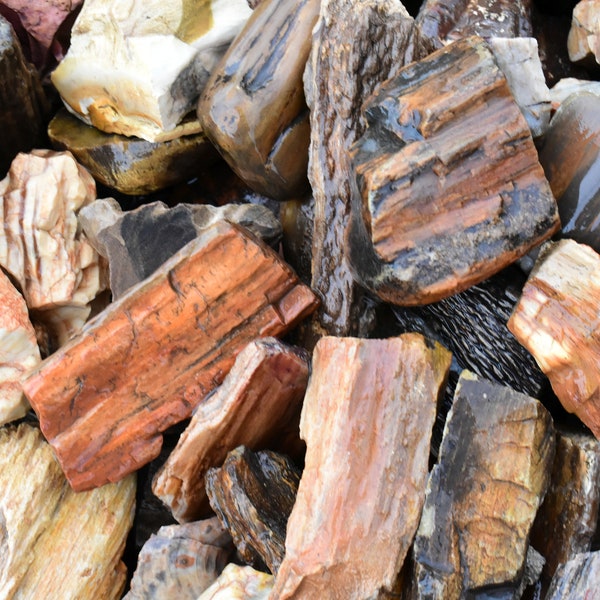 PETRIFIED WOOD Tumbling Rough * Natural Raw Fossil Stones for Tumbling Cutting Jewelry Wire Wrap Gifts Display * U.S.A.  Bulk Wholesale