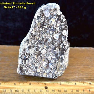 May include: Polished Turitella fossil, 5x4x2 inches, with a weight of 893 grams. The fossil is a light gray color and is covered in small, circular shell imprints. The text "1: Polished Turitella Fossil" is visible.