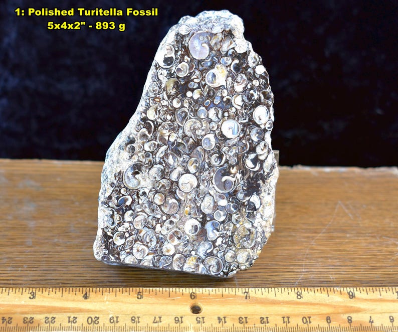 May include: Polished Turitella fossil, 5x4x2 inches, with a weight of 893 grams. The fossil is a light gray color and is covered in small, circular shell imprints. The text "1: Polished Turitella Fossil" is visible.