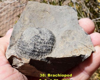 May include: A fossilized brachiopod, a type of marine animal, embedded in a gray rock matrix. The fossil is dark with a textured surface. The rock measures approximately 3x3x1.5 inches and weighs 293 grams.
