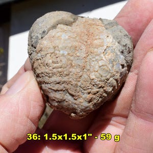 May include: A fossilized rock with a textured, beige surface and a gray outer layer. The rock measures approximately 1.5 x 1.5 x 1 inches and weighs 59 grams. The text "36: 1.5x1.5x1" - 59 g" is visible in the image.