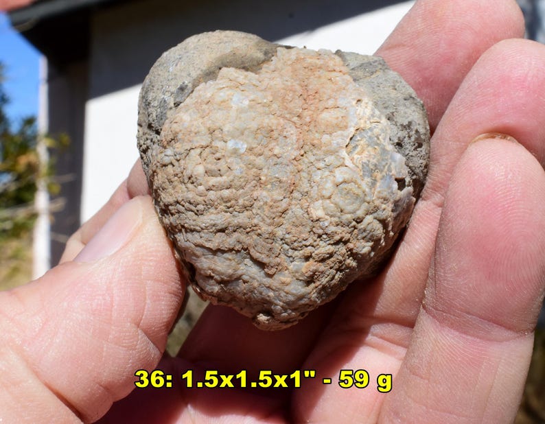 May include: A fossilized rock with a textured, beige surface and a gray outer layer. The rock measures approximately 1.5 x 1.5 x 1 inches and weighs 59 grams. The text "36: 1.5x1.5x1" - 59 g" is visible in the image.