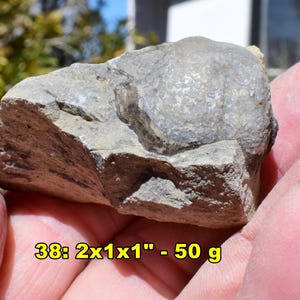 May include: A fossil embedded in a piece of rock. The fossil is a light gray color and has a textured surface. The rock is a mix of gray and brown. The text on the image reads "38: 2x1x1" - 50 g".