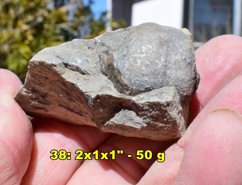 May include: A fossil embedded in a piece of rock. The fossil is a light gray color and has a textured surface. The rock is a mix of gray and brown. The text on the image reads "38: 2x1x1" - 50 g".