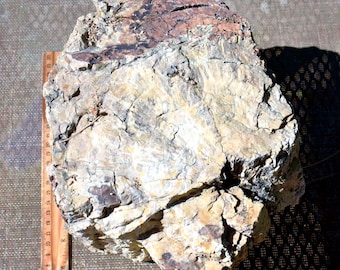 May include: A large, irregular piece of petrified wood with a textured, multi-colored surface featuring shades of tan, brown, and grey. Text at the top reads c3: 10x9x7" - 30.4 Lbs, with a wooden ruler visible on the left side for scale.