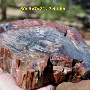 May include: A large, irregular piece of petrified wood featuring a polished top surface with swirling patterns of deep red, brown, black, and grey. The text 50: 9x7x2" - 7.1 Lbs is printed at the top. The sides show a rough, bark-like texture.