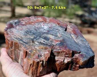 Large ARIZONA PETRIFIED WOOD Fossil Specimens *  Choice of 13 Detailed Tree Fossils