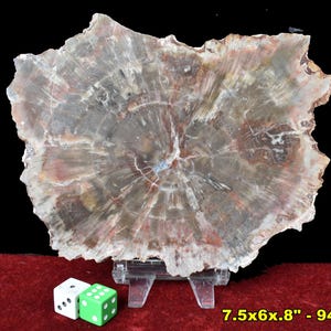 Detailed Petrified Wood Slabs * Choice of 4 * FREE Stand * Excellent Display Pieces or Cabbing Lapidary * Choose Exact Slab * from U.S.