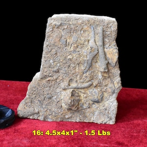 FOSSIL Slabs * Famous Locality Socorro, NM * Choice of 10 * Natural Fossil Specimens incl Crinoids Coral Belemnites Bivalves