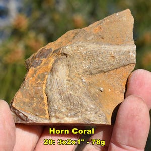 May include: A piece of horn coral fossil, with a tan and orange-brown color. The fossil measures 3 x 2 x 1 inches and weighs 78 grams. The text "Horn Coral" is visible.
