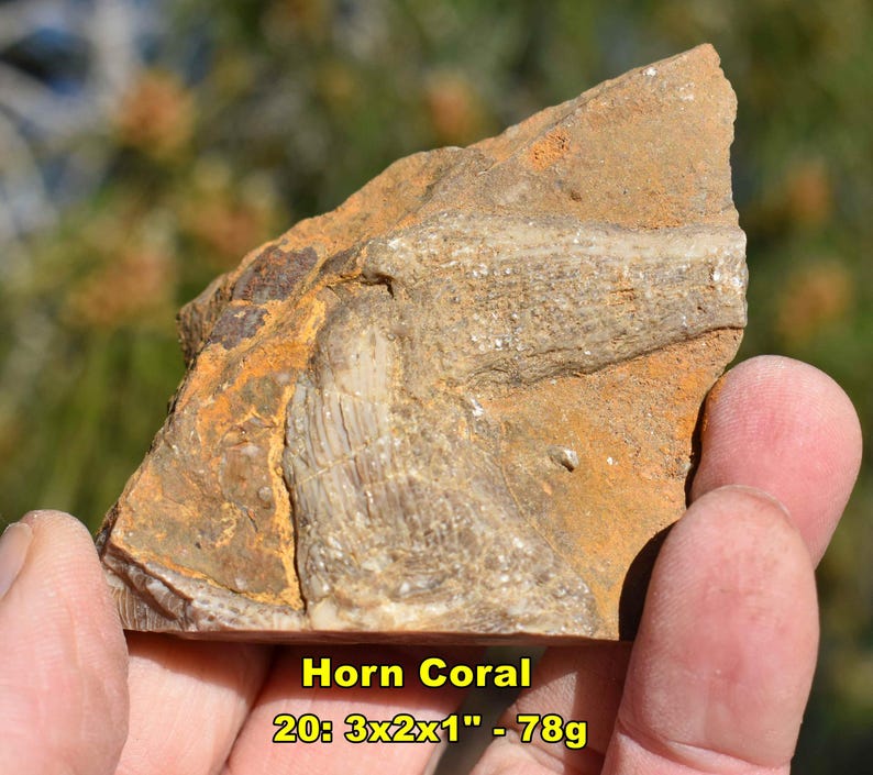 May include: A piece of horn coral fossil, with a tan and orange-brown color. The fossil measures 3 x 2 x 1 inches and weighs 78 grams. The text "Horn Coral" is visible.