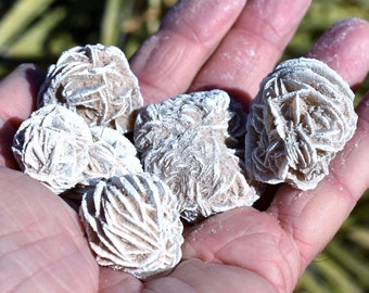 Selenite DESERT ROSES * Natural Gypsum Crystal Mineral Stones * Choice of 1/2 or 1" Sizes * Mexico